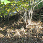 Holubov, Třísov