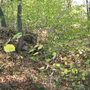 Holubov, Třísov