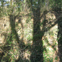 Holubov, Třísov