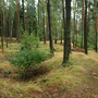 Konecchlumí, Hůra