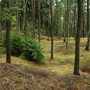 Konecchlumí, Hůra