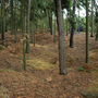 Konecchlumí, Hůra
