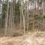 Kaliště, Koubova skála